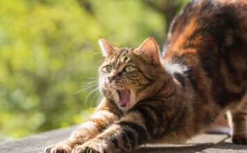 Alergie na kočky